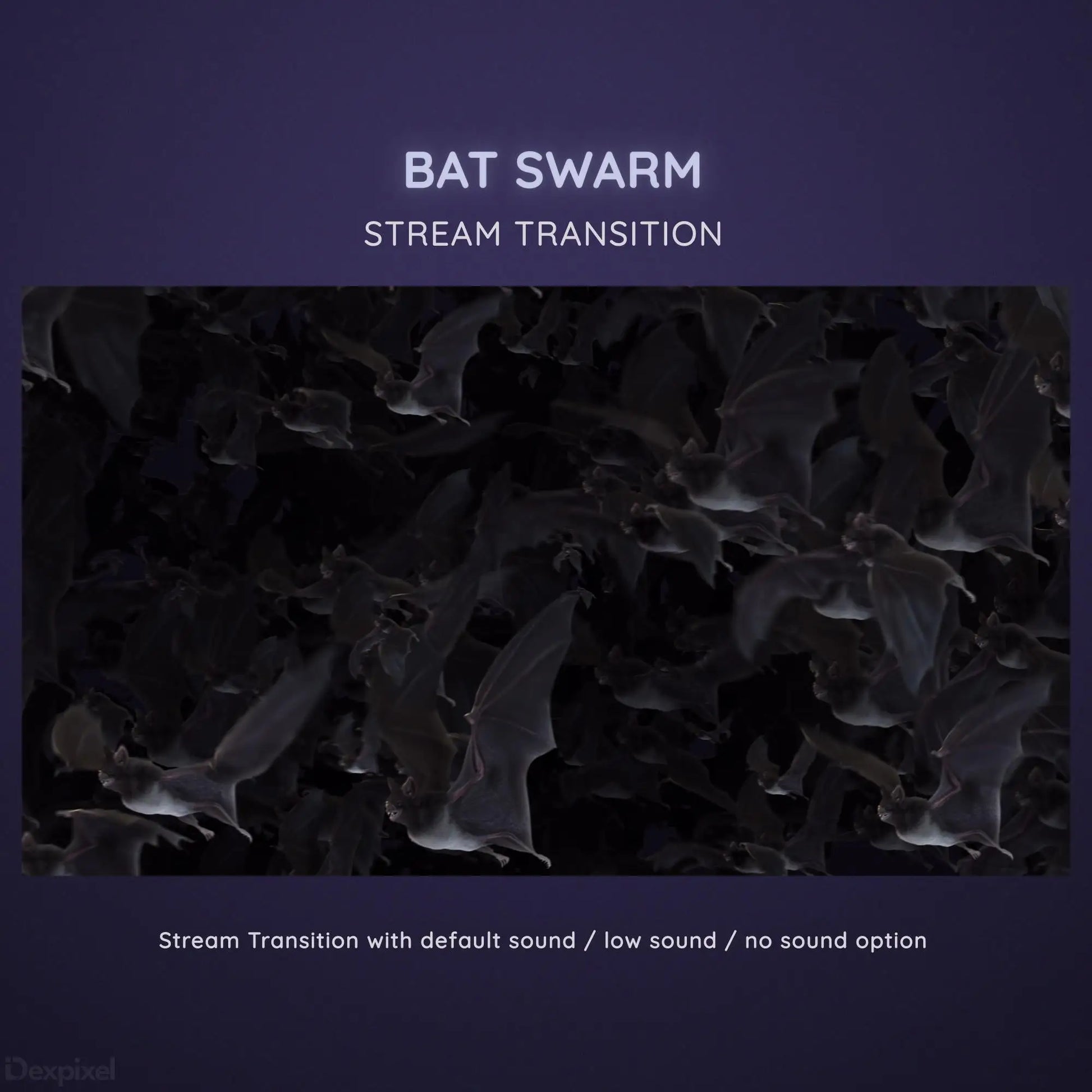 Stream transition animation featuring a swarm of flying bats.