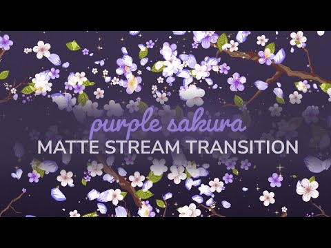 Purple Sakura Cherry Blossom Matte Transition | OBS VTuber