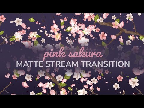 Pink Sakura Cherry Blossom Matte Transition | OBS VTuber