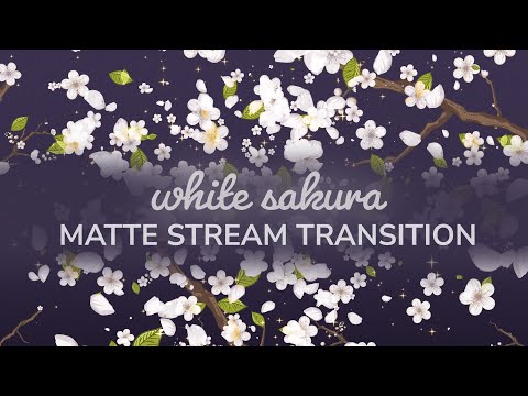 White Sakura Cherry Blossom Matte Transition | OBS VTuber